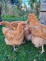Orpington buff kuikens (haantjes) 8 mei geboren, Dieren en Toebehoren, Pluimvee, Meerdere dieren, Kip