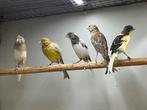 Div Postuurkanaries, Dieren en Toebehoren, Vogels | Kanaries, Meerdere dieren, Postuurkanarie