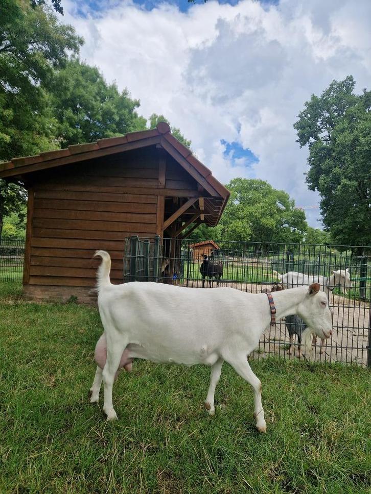 Witte melkgeit CL/CAE vrij geiten, Dieren en Toebehoren, Schapen, Geiten en Varkens, Geit, Vrouwelijk, 3 tot 5 jaar