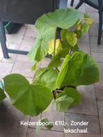 Keizersboom (Anna Paulowna boom)- Prachtige boom, Tuin en Terras, Planten | Bomen, Overige soorten, Lente, Minder dan 100 cm, Ophalen