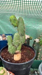 Penis cactussen, Ophalen of Verzenden