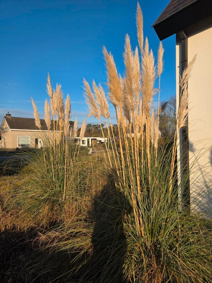 Pampas pluimen decoratie, Huis en Inrichting, Woonaccessoires | Droogbloemen, Ophalen