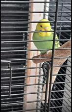 Te koop mooi grasparkiet, Dieren en Toebehoren, Vogels | Parkieten en Papegaaien