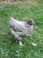 Brahma kuiken, Dieren en Toebehoren, Pluimvee, Geslacht onbekend, Kip