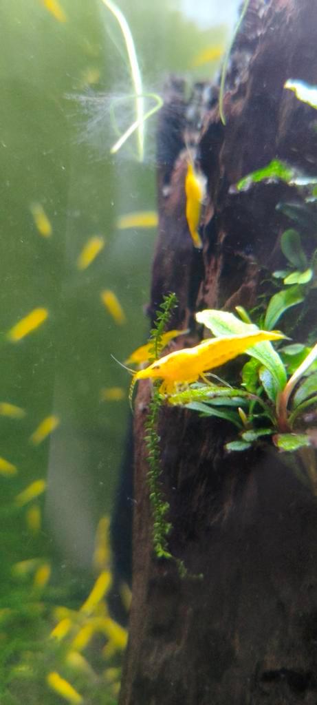 gele/citroen garnalen, Dieren en Toebehoren, Vissen | Aquariumvissen, Zoetwatervis, Kreeft, Krab of Garnaal, Schoolvis