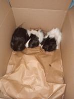 Baby cavia's, Dieren en Toebehoren, Knaagdieren, Cavia, November, Meerdere dieren, Tam