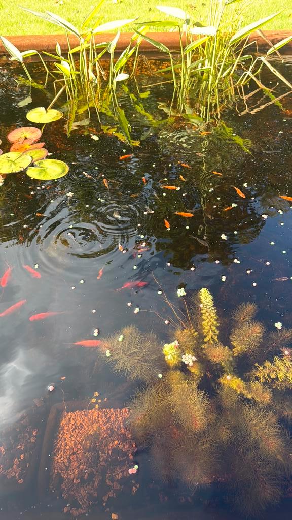 Jonge goudvisjes en shubunkins (5 cm), Dieren en Toebehoren, Vissen | Vijvervissen, Goudvis(sen)