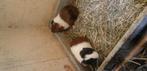 Jonge driekleur cavia's, Juli, Mannelijk, Cavia