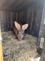 Konijn, Dieren en Toebehoren, Konijnen, Vrouwelijk