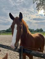8 Jarige brave allround kwpn merrie (Grimaldi x Democraat), Dieren en Toebehoren, Merrie, B, 170 tot 175 cm, 7 tot 10 jaar