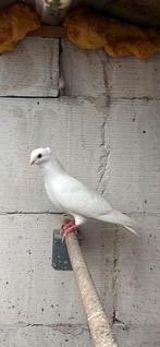 Figurita duiven lees de advertentie aub, Dieren en Toebehoren, Vogels | Duiven, Meerdere dieren, Overige soorten