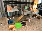 Hamster kooi +toebehoren, Dieren en Toebehoren, Knaagdieren en Konijnen | Hokken en Kooien, Kooi, Gebruikt, Hamster, 75 tot 110 cm
