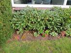 Viburnum davidii brede struik., Ophalen, Overige soorten, Minder dan 100 cm