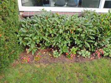 Viburnum davidii brede struik.  beschikbaar voor biedingen