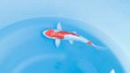 Japanse koi karper 25cm "Doitsu Beni Kikokuryu", Karper of Koi