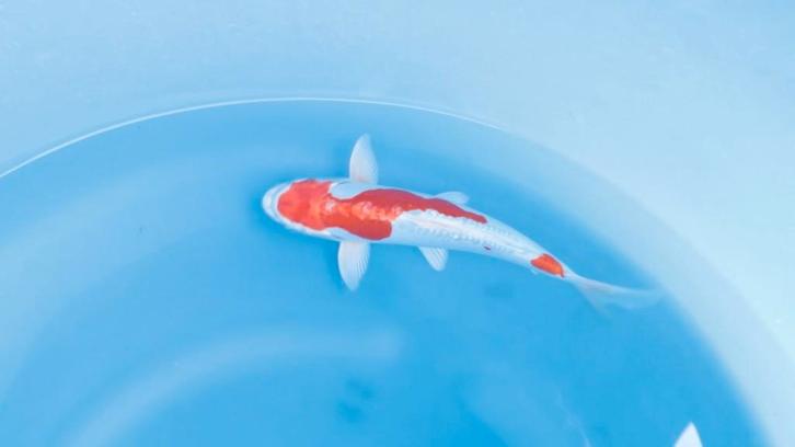 Japanse koi karper 25cm "Doitsu Beni Kikokuryu", Dieren en Toebehoren, Vissen | Vijvervissen, Karper of Koi