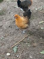 Mooie Orpington hen, 5 mnd, Vrouwelijk, Kip