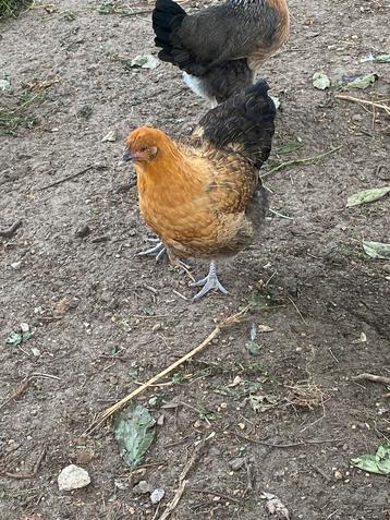 Mooie Orpington hen, 5 mnd beschikbaar voor biedingen