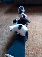 4 kittens te koop, Dieren en Toebehoren, Meerdere dieren, Kortharig, 0 tot 2 jaar