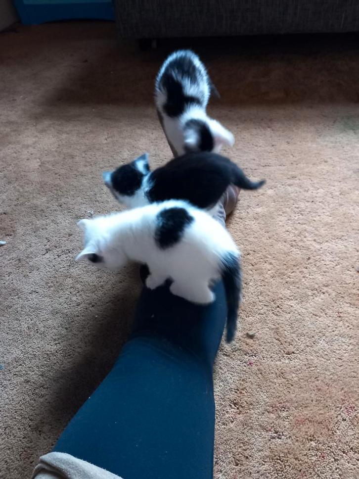 4 kittens te koop, Dieren en Toebehoren, Katten en Kittens | Overige Katten, Kortharig, Meerdere dieren, 0 tot 2 jaar