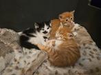3 hele mooie lieve kittens, Dieren en Toebehoren