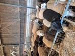 Weide lammeren 70 stuks, Dieren en Toebehoren, Schapen, Geiten en Varkens, Vrouwelijk, Schaap