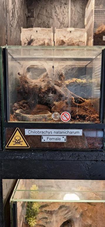 Chilobrachys natanicharum (electric blue) met terrarium beschikbaar voor biedingen