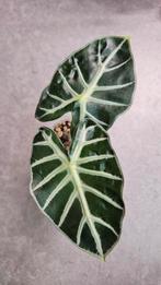 Alocasia Balloon Heart, Ophalen of Verzenden, Halfschaduw, Minder dan 100 cm