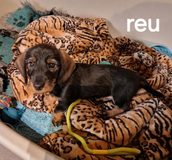 Stoere teckel puppies, Dieren en Toebehoren, Honden | Teckels en Dashonden, Meerdere dieren, Korthaar, Kaninchen, Particulier