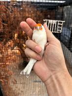 Putter pop agaat bont, Dieren en Toebehoren, Vogels | Parkieten en Papegaaien, Vrouwelijk, Parkiet