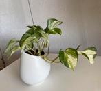 Epipremnum ‘ Happy Leaf ‘ variegata, hang/ klimplant., Huis en Inrichting, Overige soorten, In pot, Minder dan 100 cm, Halfschaduw