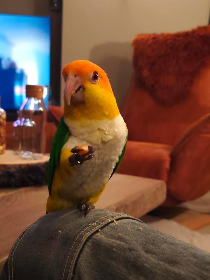 Roestkop caique man, Dieren en Toebehoren, Vogels | Parkieten en Papegaaien, Papegaai, Mannelijk, Tam, Geringd