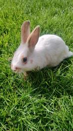 Tamme dwergkonijntjes, Meerdere dieren, Dwerg, 0 tot 2 jaar