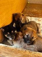 Shiba inu pups (Genk, België), Dieren en Toebehoren, Honden | Poolhonden, Keeshonden en Oertypen, België, Fokker | Hobbymatig