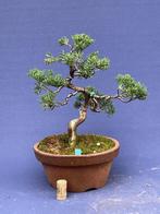 Bonsai juniperus chinensis, Tuin en Terras, Minder dan 100 cm, Overige soorten, Ophalen of Verzenden