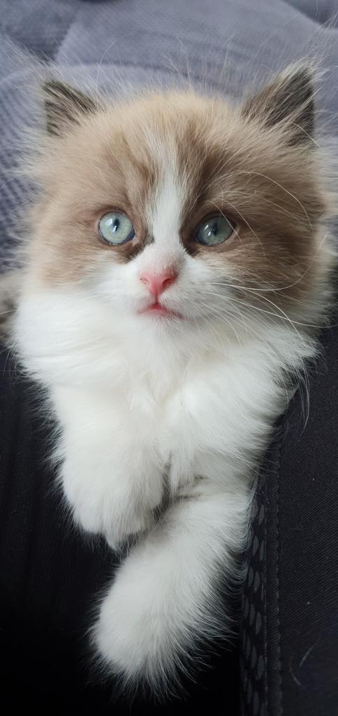 Perzisch x Ragdoll poes, Dieren en Toebehoren, Katten en Kittens | Raskatten | Langhaar, Poes, Gechipt