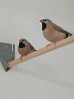 Spitsstaartamadine, Dieren en Toebehoren, Vogels | Overige Vogels, Meerdere dieren, Geringd