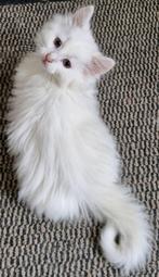 Laatste Noorse Boskat kitten katertje zoekt goed thuis, Kater, Ontwormd, 0 tot 2 jaar