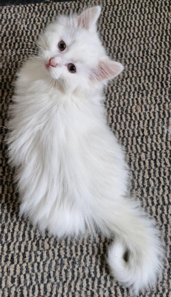 Laatste Noorse Boskat kitten katertje zoekt goed thuis, Dieren en Toebehoren, Katten en Kittens | Raskatten | Langhaar, Kater