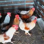 8 grote hannen 25 euro, Dieren en Toebehoren, Pluimvee, Meerdere dieren, Kip