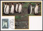 King Penguins, Verzamelen, Ansichtkaarten | Dieren, Verzenden, 1980 tot heden, Ongelopen, Overige soorten