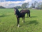 2 KWPN hengstveulens dressuur, Dieren en Toebehoren, Hengst, Dressuurpaard, 0 tot 2 jaar