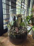 Cactus in glas/ terrarium, Ophalen, Cactus, Minder dan 100 cm, Volle zon