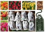 tulpenbollen, Ophalen, Vaste plant, Overige soorten, Volle zon