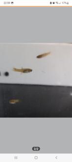 Baby guppies te koop, Dieren en Toebehoren, Vissen | Aquariumvissen, Vis, Zoetwatervis