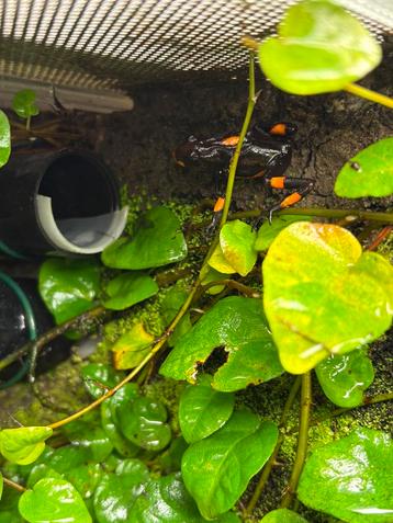 Oophaga histronica beschikbaar voor biedingen