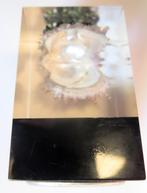 PAREL in OESTER, ingegoten in plexiglas, Antiek en Kunst, Ophalen of Verzenden