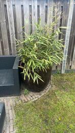 Bamboe met pot, Ophalen, Bloeit niet, Halfschaduw, Overige soorten