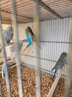 Grasparkieten, Dieren en Toebehoren, Meerdere dieren, Parkiet