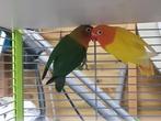 Fischerie agapornis jongen Lutino en split lutino., Dieren en Toebehoren, Vogels | Parkieten en Papegaaien, Geslacht onbekend